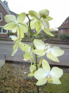 alle Räume 'Orchideen/ Handarbeiten'