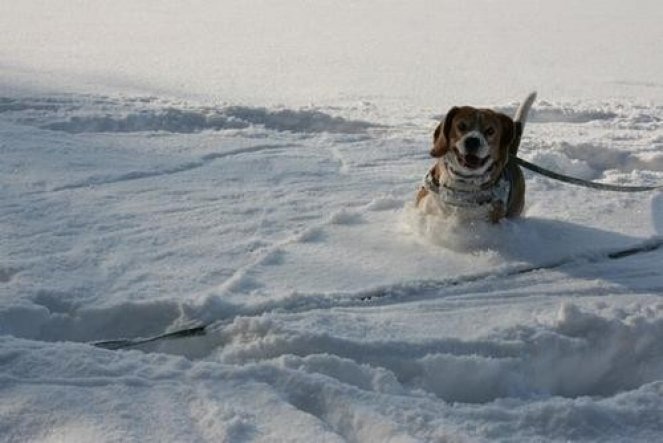 Haustiere 'Mein süsses Beaglemonster '