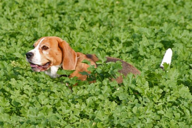 Haustiere 'Mein süsses Beaglemonster '