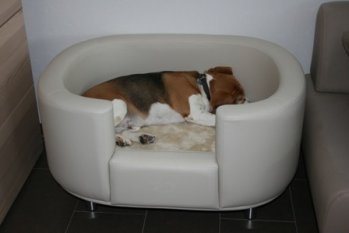 Mein süsses Beaglemonster 