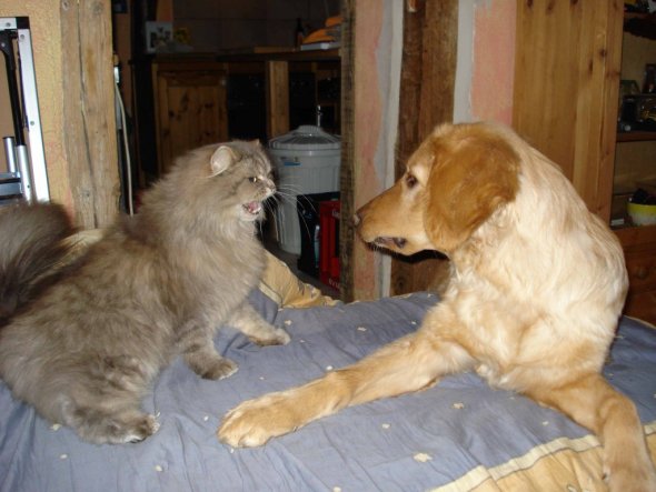 Katzen...