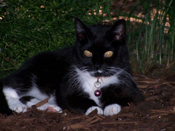 Hunde haben Herrchen - Katzen haben Personal ( und das trifft total zu!!!)