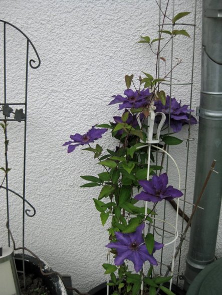 Terrasse / Balkon 'Terasse'