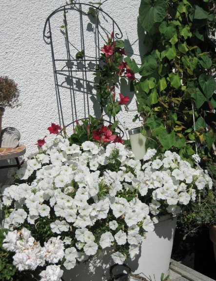 Terrasse / Balkon 'Terasse'