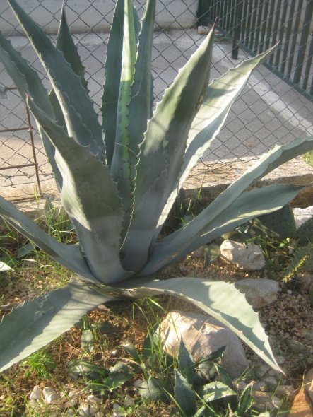 Garten 'Garten in Arbeit'