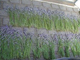 diekleinemoewe