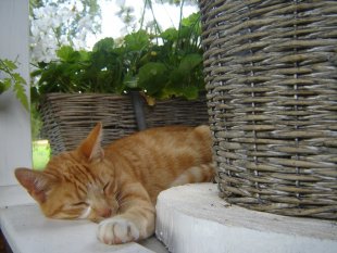 alle Räume 'Garten'