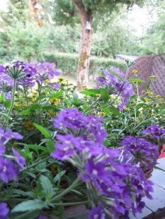 Garten + Terrasse