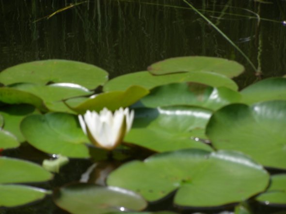 Garten 'Die Ruhezone'