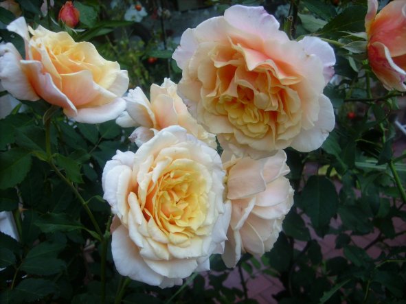 heute morgen ganz früh fotografiert: Diese unbekannte schöne Rose (Augusta Luise?) wurde von der Mutter unseres Vermieters vor langer Zeit gepflanzt -