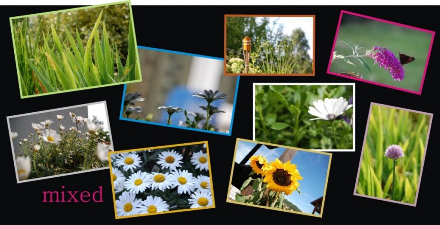 Garten 'NATUR-Schnappschüsse'