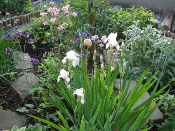 Iris