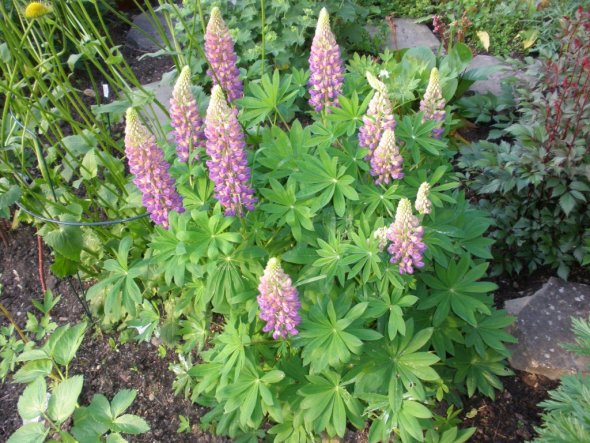 Garten 'Gärtle-Himmelszipfele'