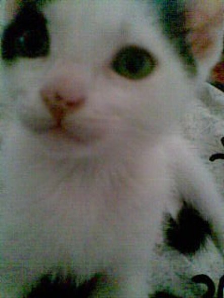 Haustiere Mein Domizil von Daleleli - 21004 - Zimmerschau