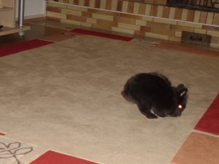 Unsere Tiere