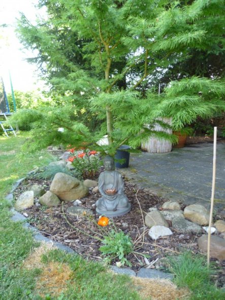 Noch mal ein wenig japan - die Tanne ist zwar eine Lerche und verliert über Winter ihre Nadeln, aber im Sommer hab ich sie schon ganz gut auf Bonsai g