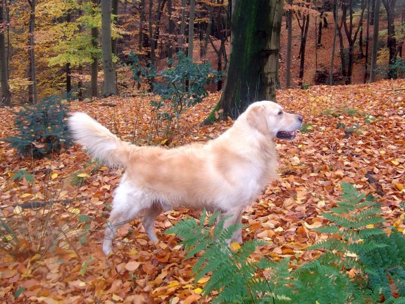 Haustiere 'Indy'
