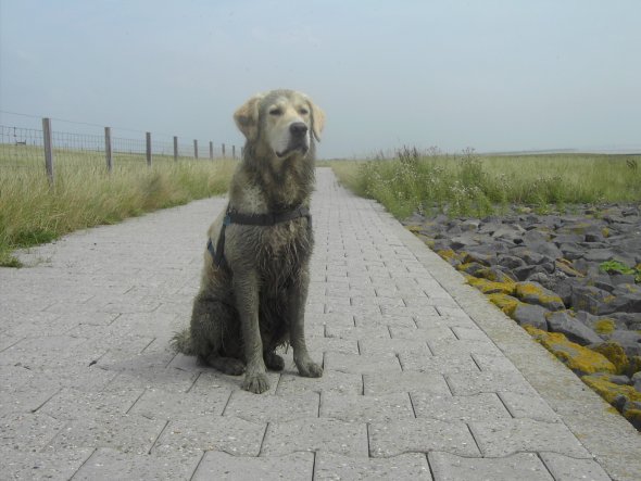 Haustiere 'Indy'