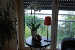 Zimmerschauerin Pettie