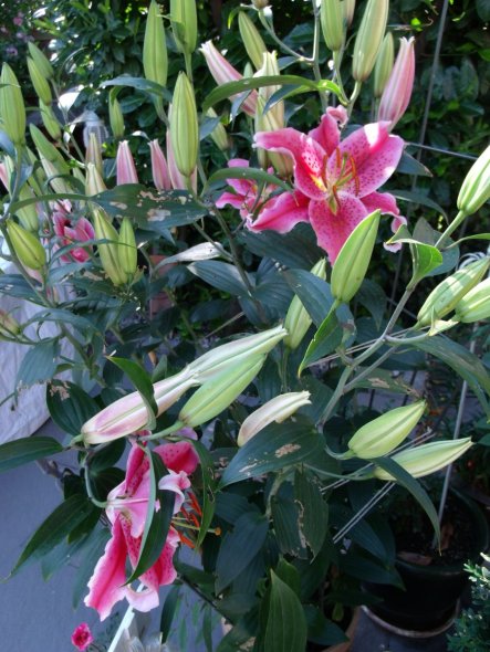 jetzt sind endlich die blüten meiner großen lilie aufgegangen,so rießig war sie noch nie,die blüten sind so groß wie ein teller:)