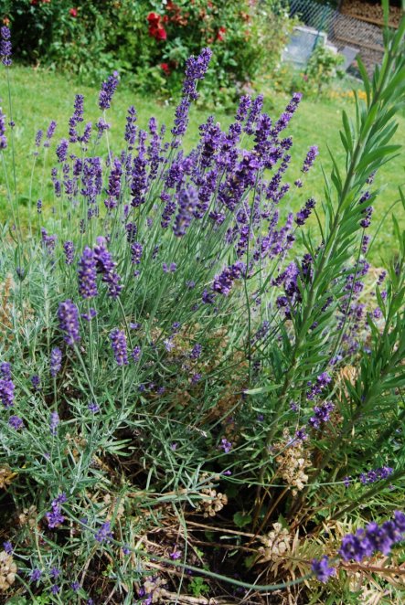 Garten 'Mein Gartenprojekt'