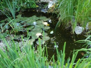 Garten 'Mein kleiner Garten'