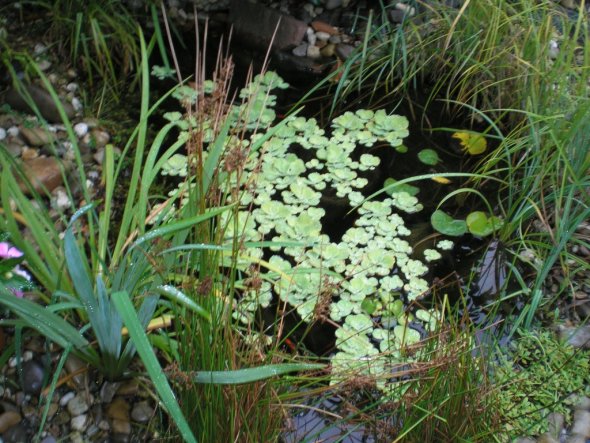 Unser Gartenteich.