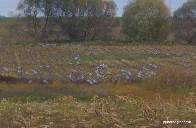 das gleiche Feld aus einer anderen Perspektive