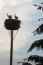 Auch in Welsow steht ein Storchenhorst