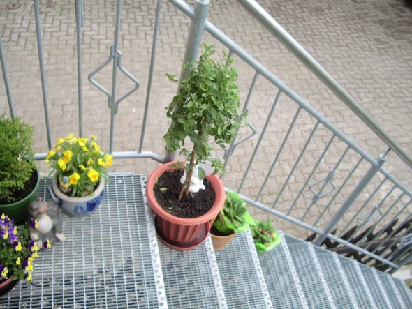 Terrasse / Balkon 'Garten/ Balkon'