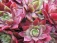 Sempervivum4