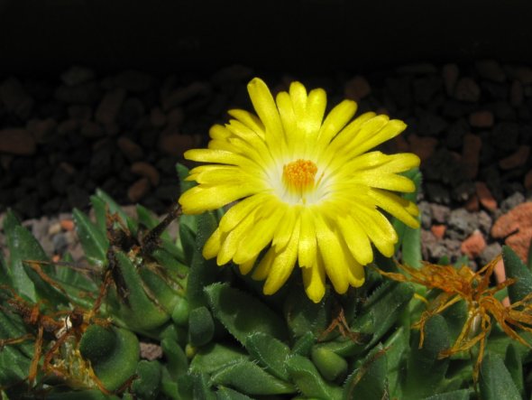 Terrasse / Balkon 'Ela´s kleiner botanischer Garten'