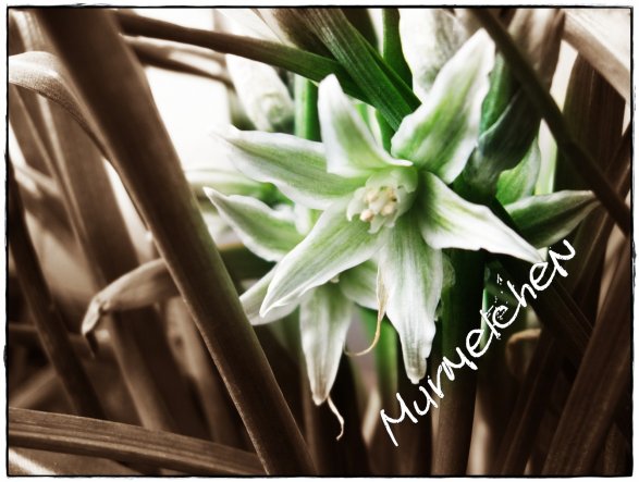 Hobbyraum '♥ Ƹ̵̡Ӝ̵̨̄Ʒ ♥ Murmelchens Fotowerkstatt♥ Ƹ̵̡Ӝ̵̨̄Ʒ ♥'