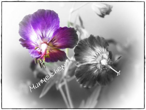 Hobbyraum '♥ Ƹ̵̡Ӝ̵̨̄Ʒ ♥ Murmelchens Fotowerkstatt♥ Ƹ̵̡Ӝ̵̨̄Ʒ ♥'