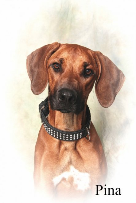 Unsere Ridgeback-Hündin Pina.