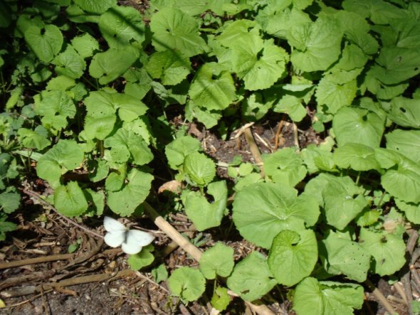 Garten 'Gartenimpressionen'