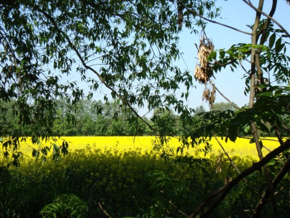 Garten 'Gartenimpressionen'