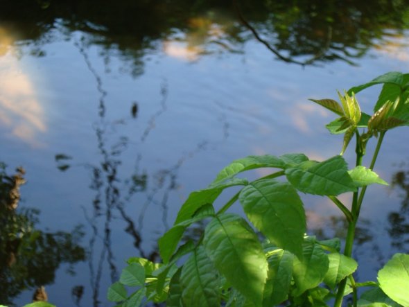 Garten 'Gartenimpressionen'