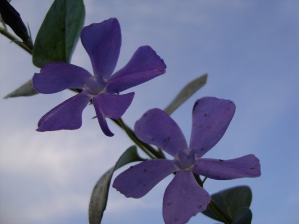 Garten 'Gartenimpressionen'