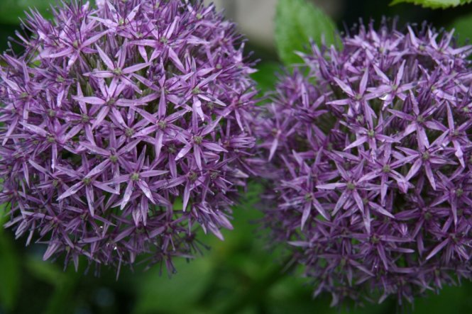 Garten 'Unser kleiner Garten'