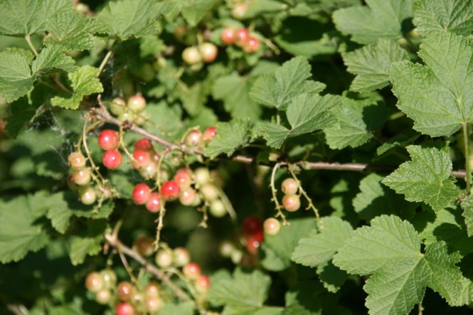 Garten 'Unser kleiner Garten'