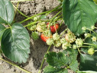 Unser kleiner Garten