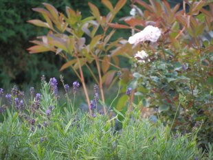 Unser Garten