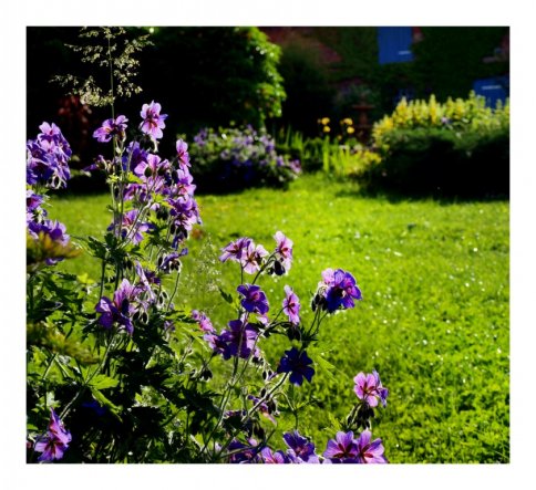 Storchschnabel in blau