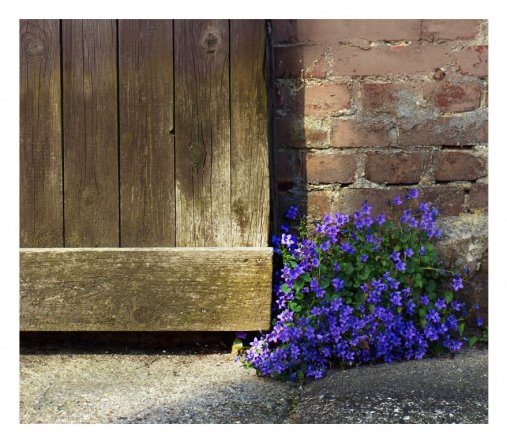 Selbstaussat einer Glockenblume an einer Stallmauer