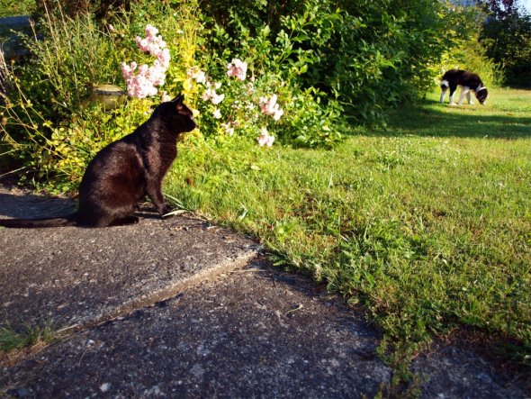 Kater und Welpe im Garten