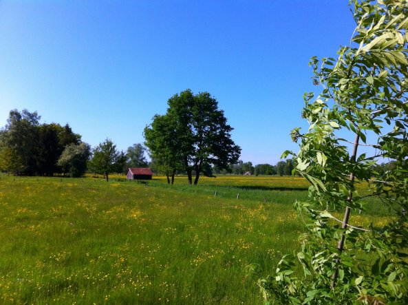 Garten 'Umgebung'