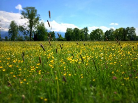 Garten 'Umgebung'