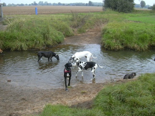 Gassi gehen mit anderen Hunden macht Spaß