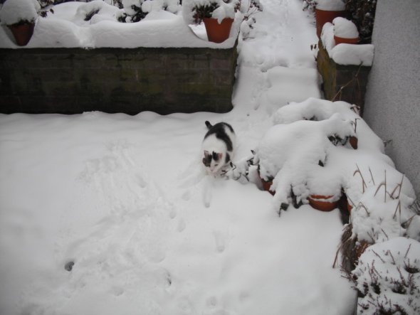 Garten 'Mein verschneiter Garten Winter 2010/2011'